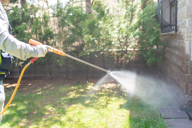 Best Wasp Removal Services  in St Ann, MO